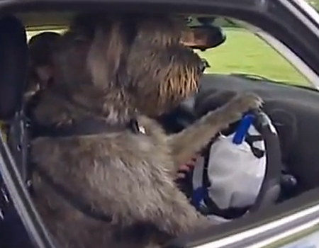 Dog Drives Car on its Own